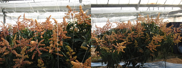 mango-2010-02-13.jpg