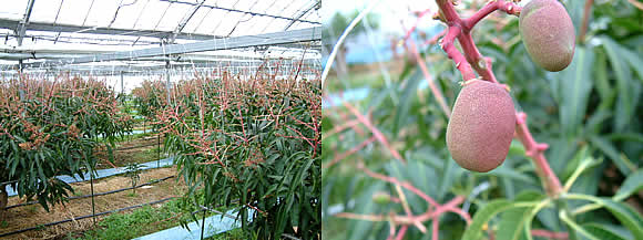 mango-2010-03-05.jpg