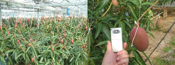 mango-2010-03-31.jpg