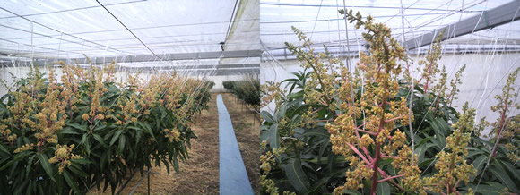 mango-2011-02-05.jpg
