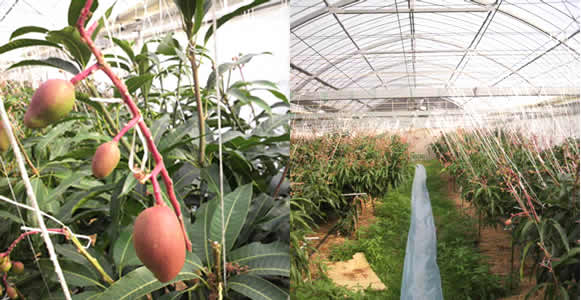 mango-2011-03-02.jpg