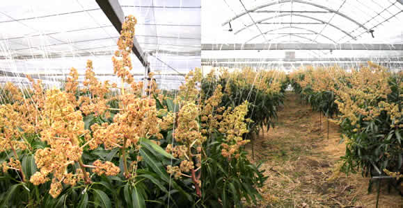 mango-2011-03-03.jpg