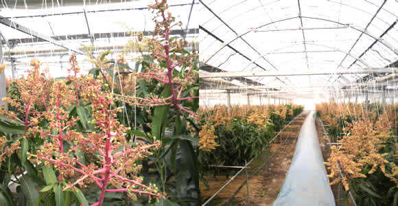 mango-2011-03-04.jpg