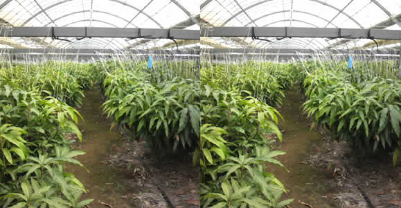 mango-2011-03-06.jpg