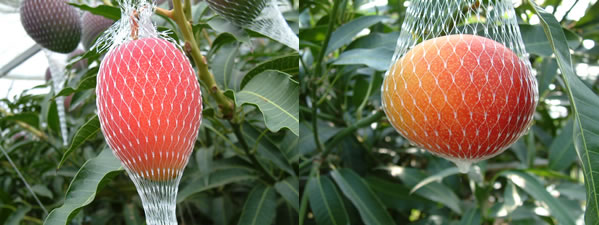 mango-blog11-1.jpg