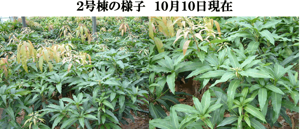 mango10-10-2.gif