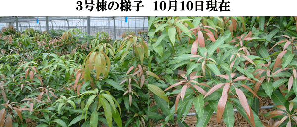 mango10-10-3.gif