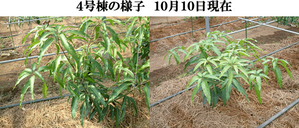 mango10-10-4.gif