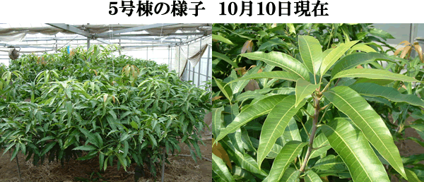 mango10-10-5.gif