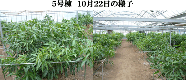 mango10-22-5.gif