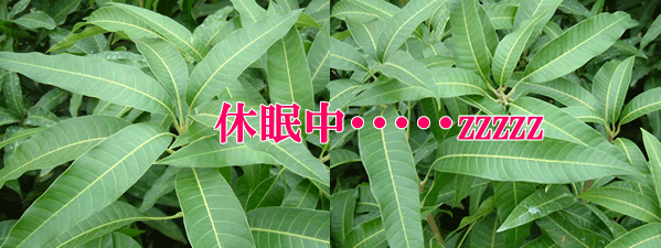 mango10-24.gif