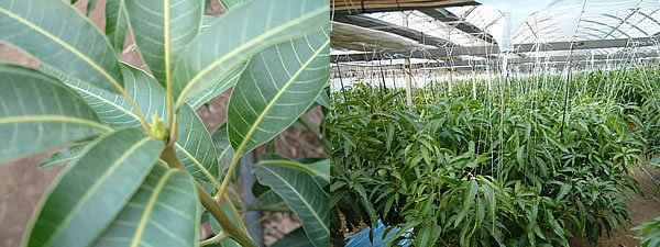 mango12-05.jpg