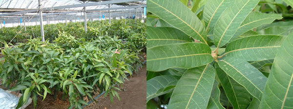 mango12-08.jpg