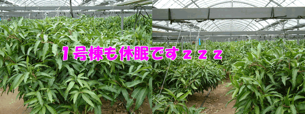 mango2008-11-06.gif