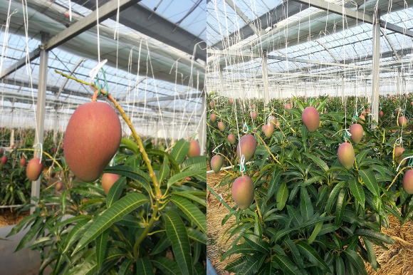 mango311.jpg
