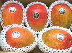 ご家庭用マンゴー2kg・3～6玉入り - 火の国マンゴーパラダイス